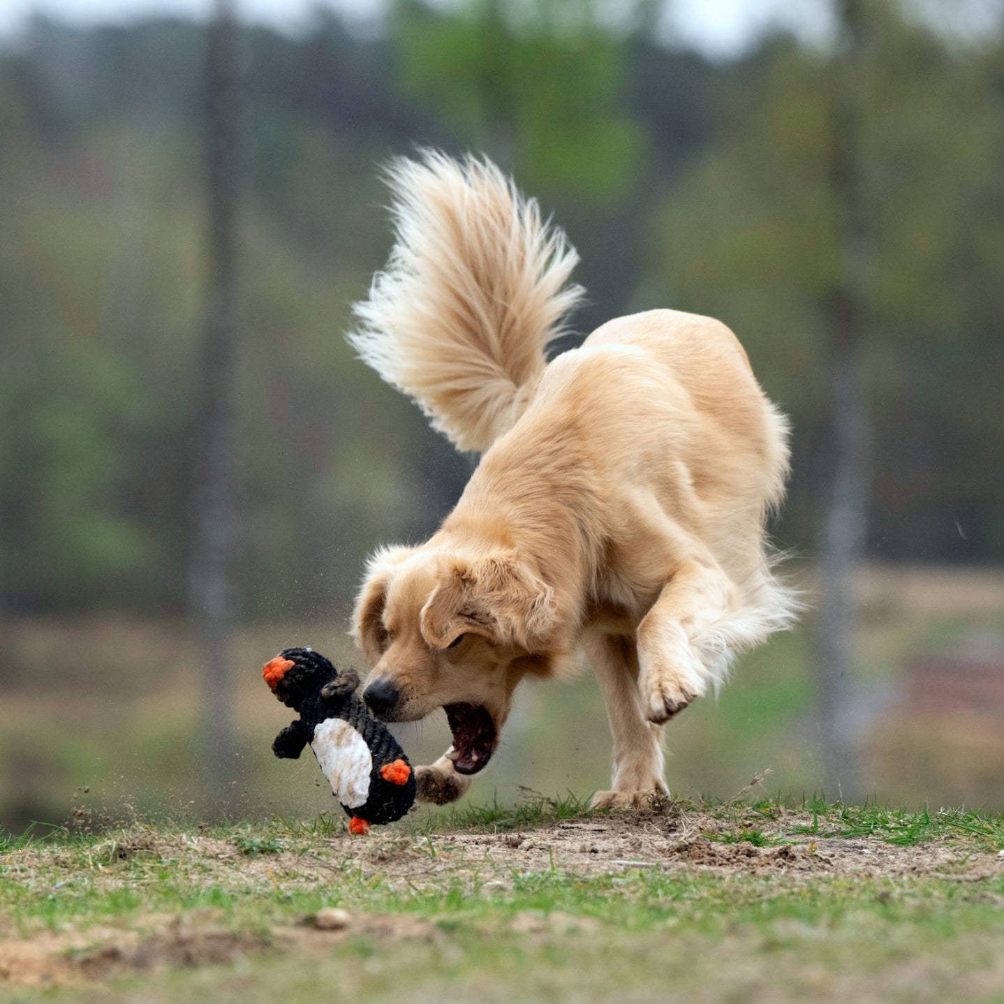 POLDI il Pinguino™ - Gioco in corda intelligente