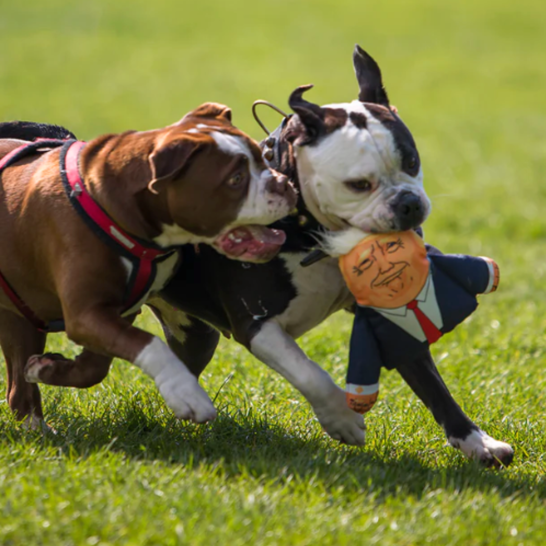 Donald® – Pupazzo Parodico per Cani EDIZIONE SPECIALE LIMITATA