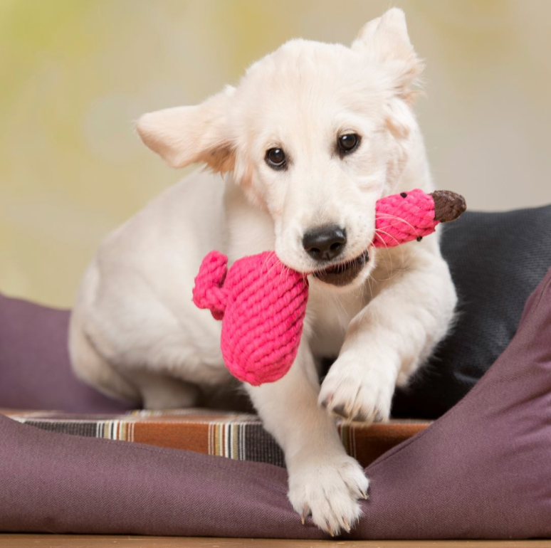 FRANZI il Fenicottero™ - Gioco in corda intelligente