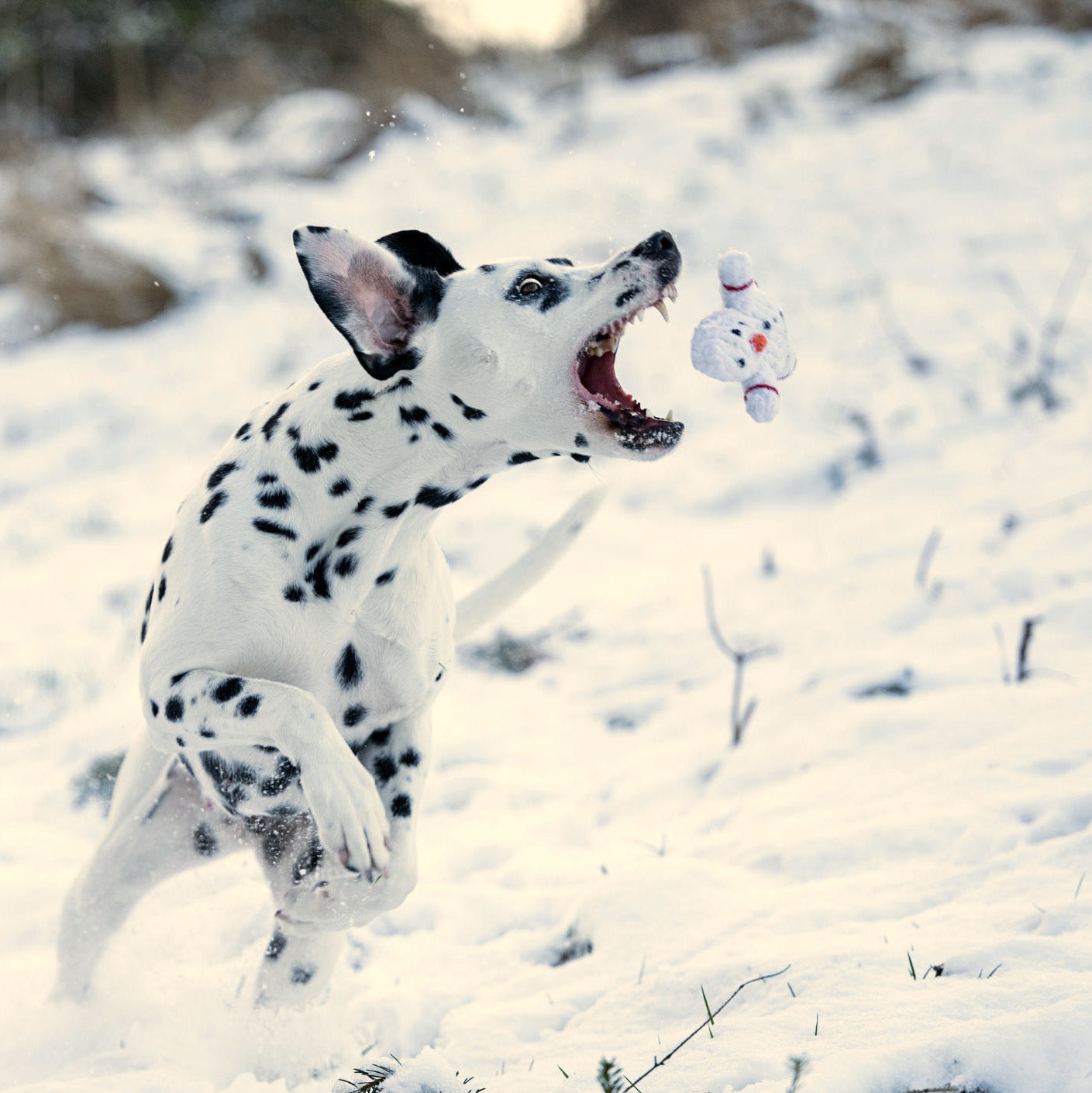 SHAWN il Pupazzo di Neve™ - Gioco in corda intelligente