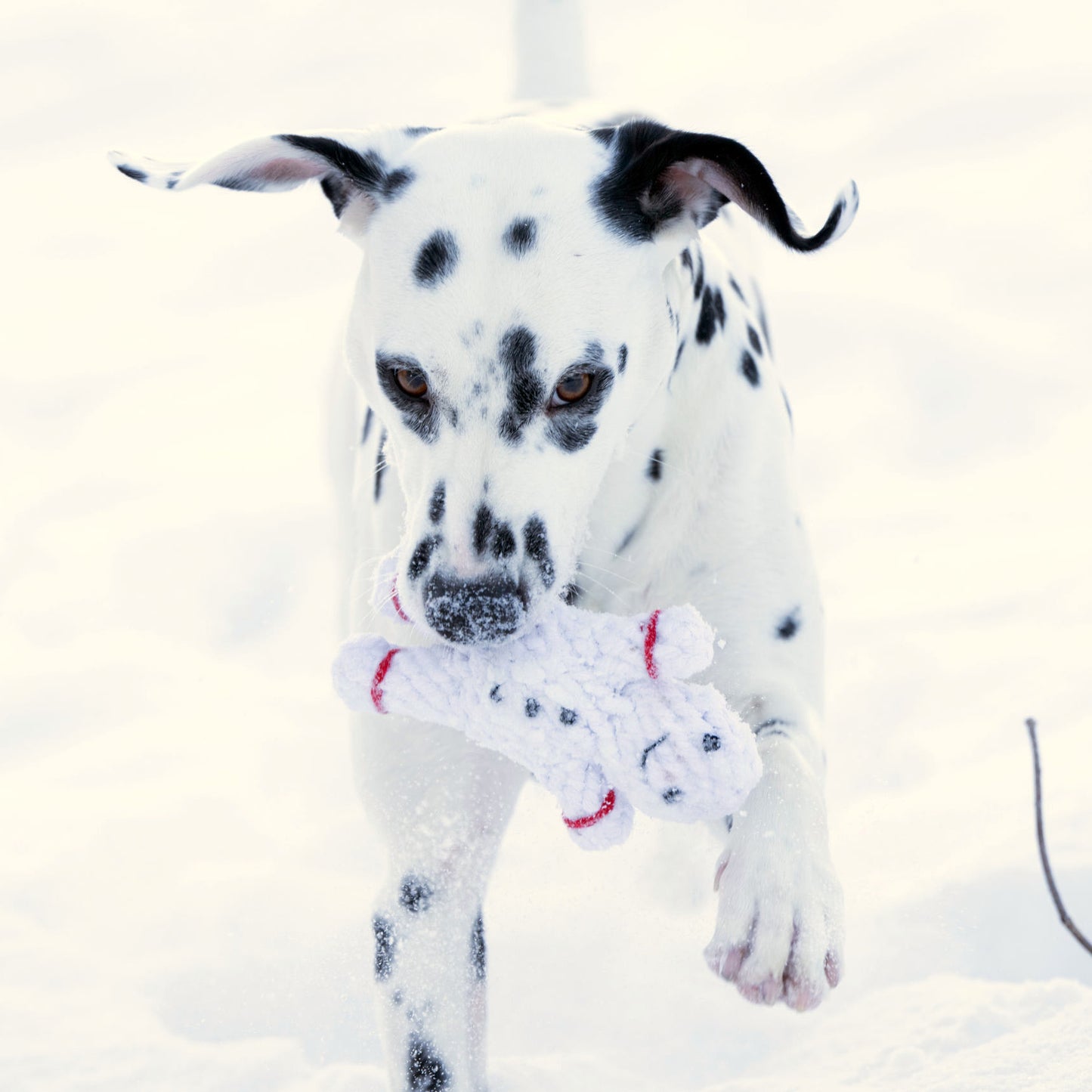 SHAWN il Pupazzo di Neve™ - Gioco in corda intelligente