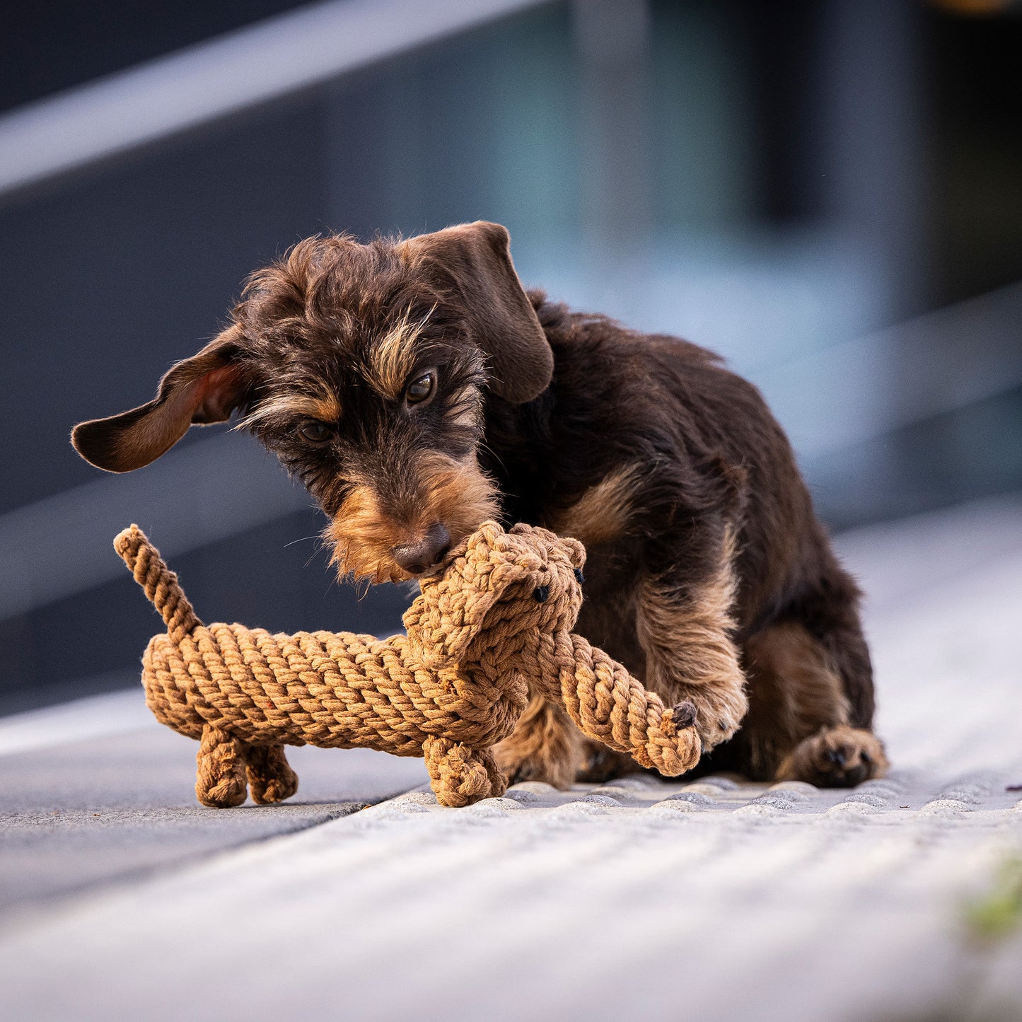 DIEGO il Bassotto™ - Gioco in corda intelligente