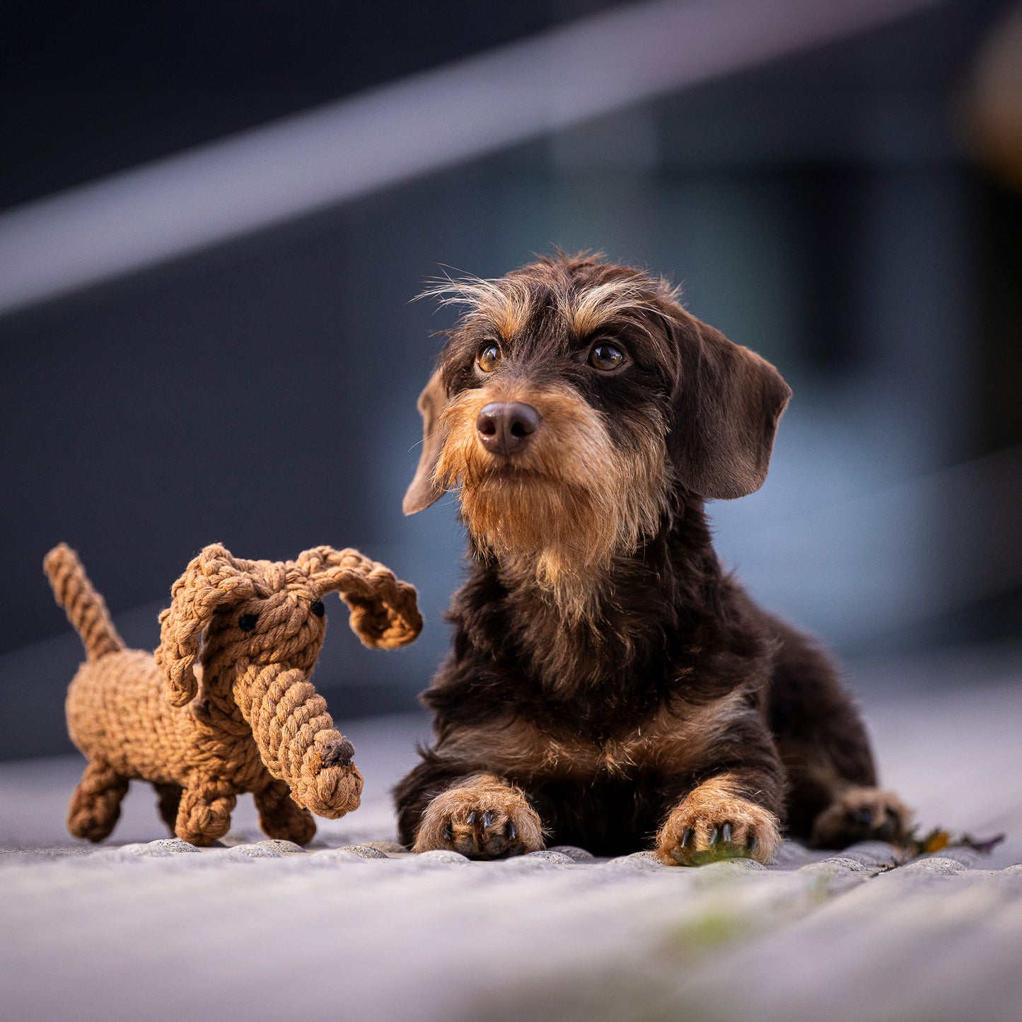 DIEGO il Bassotto™ - Gioco in corda intelligente