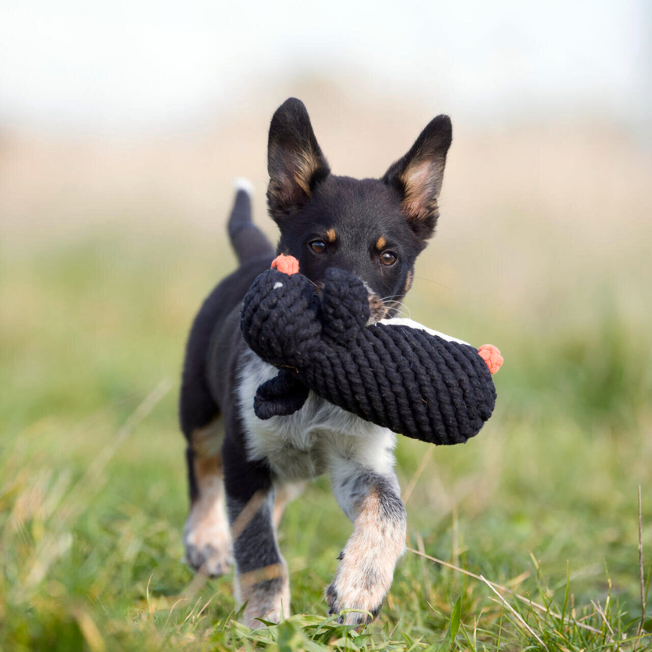 Trio Speciale Inverno™ - OFFERTA LAMPO