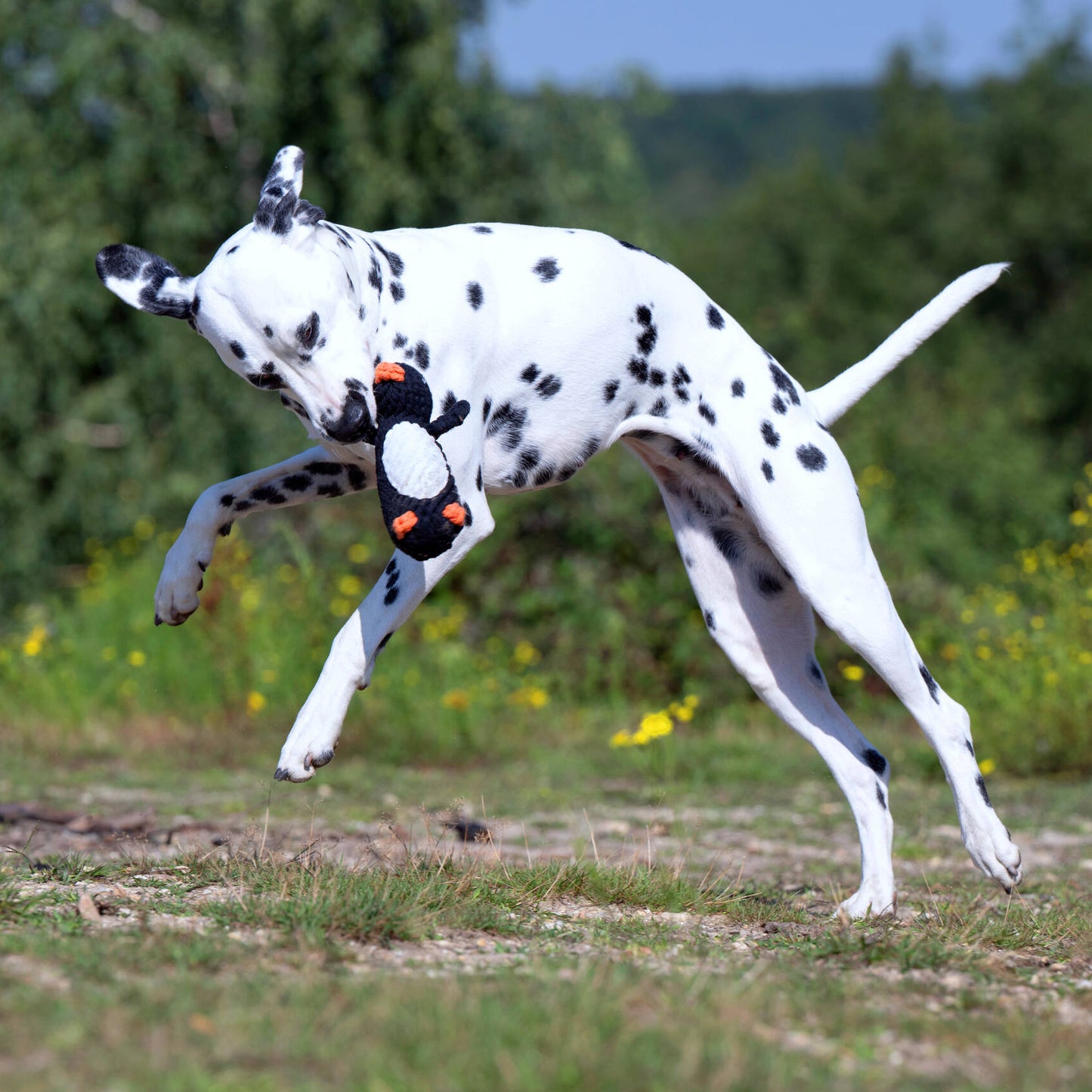 POLDI il Pinguino™ - Gioco in corda intelligente