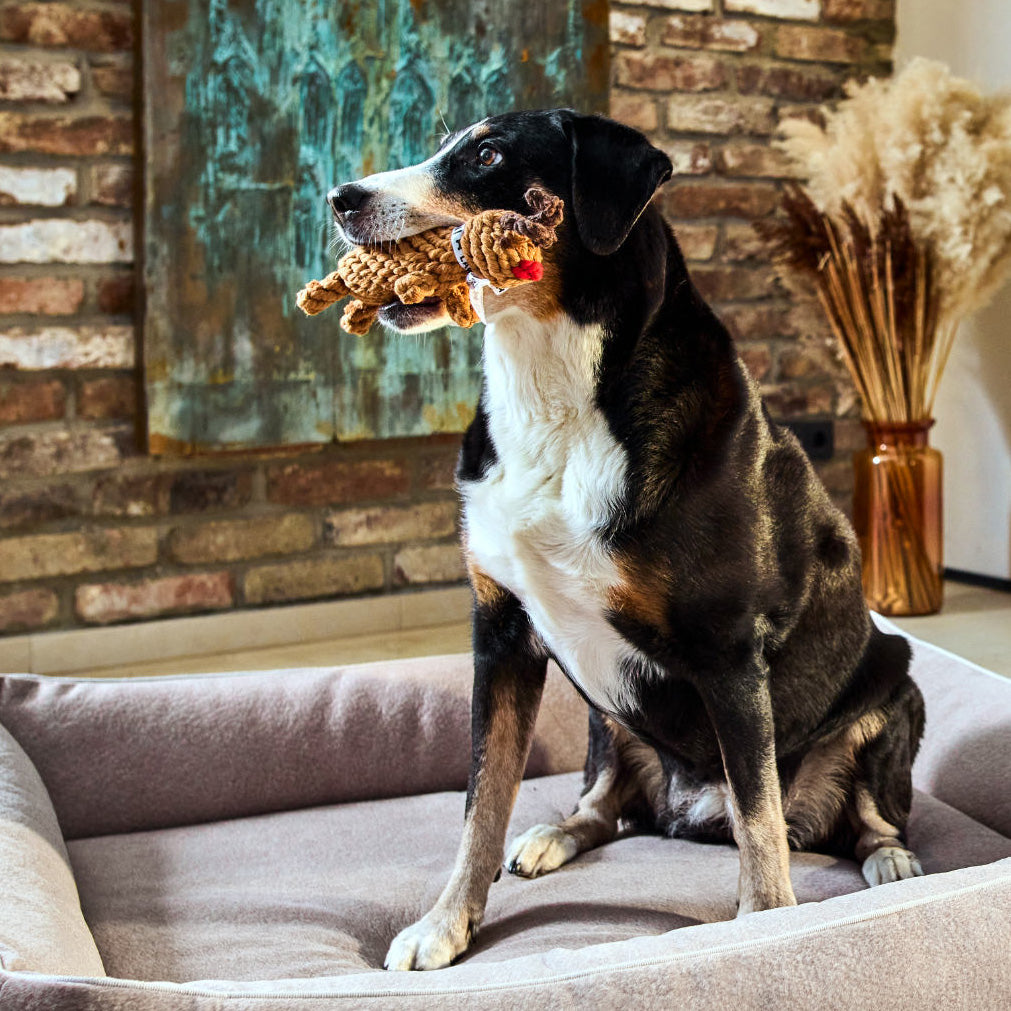 RUDI la Renna™ - Gioco in corda intelligente