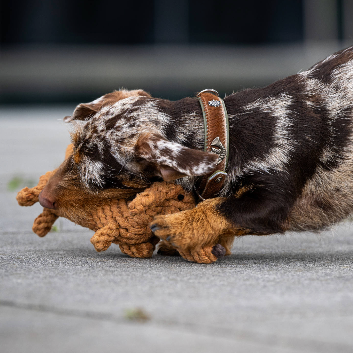 DIEGO il Bassotto™ - Gioco in corda intelligente