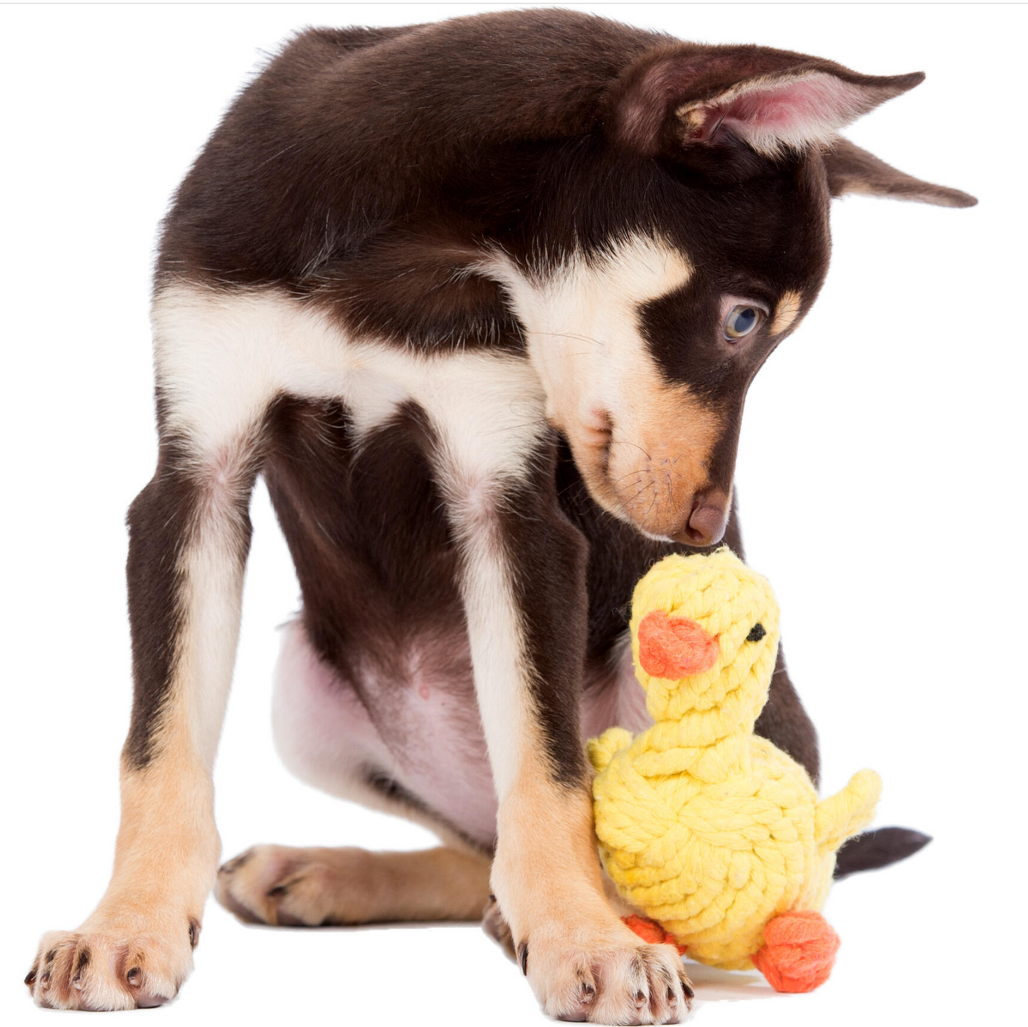 EMMA la Papera™ - Gioco in corda intelligente