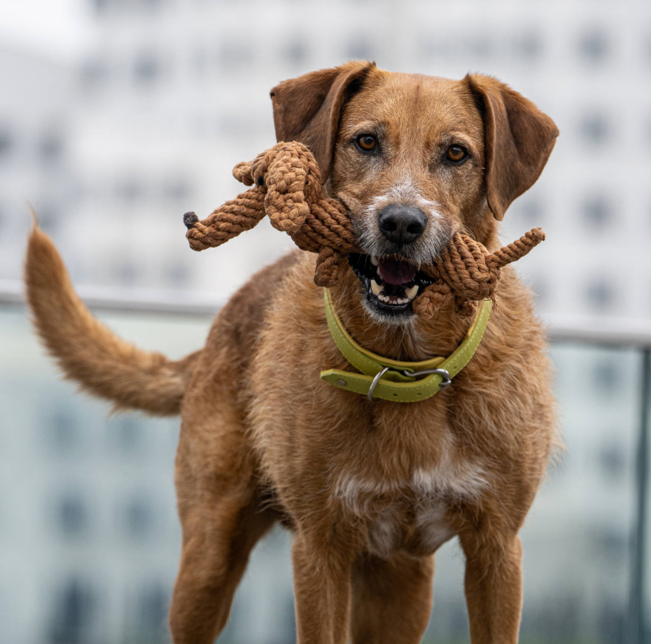 DIEGO il Bassotto™ - Gioco in corda intelligente