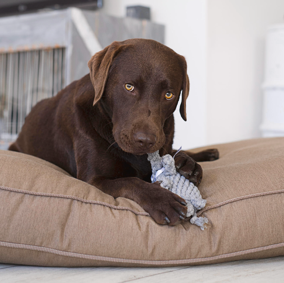 ELTON l' Elefante™ - Gioco in corda intelligente