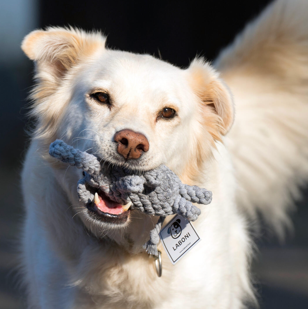 ELTON l' Elefante™ - Gioco in corda intelligente