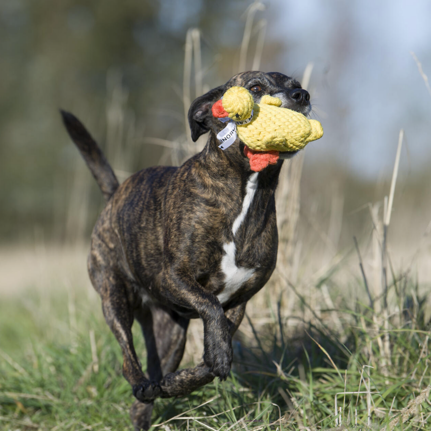 EMMA la Papera™ - Gioco in corda intelligente