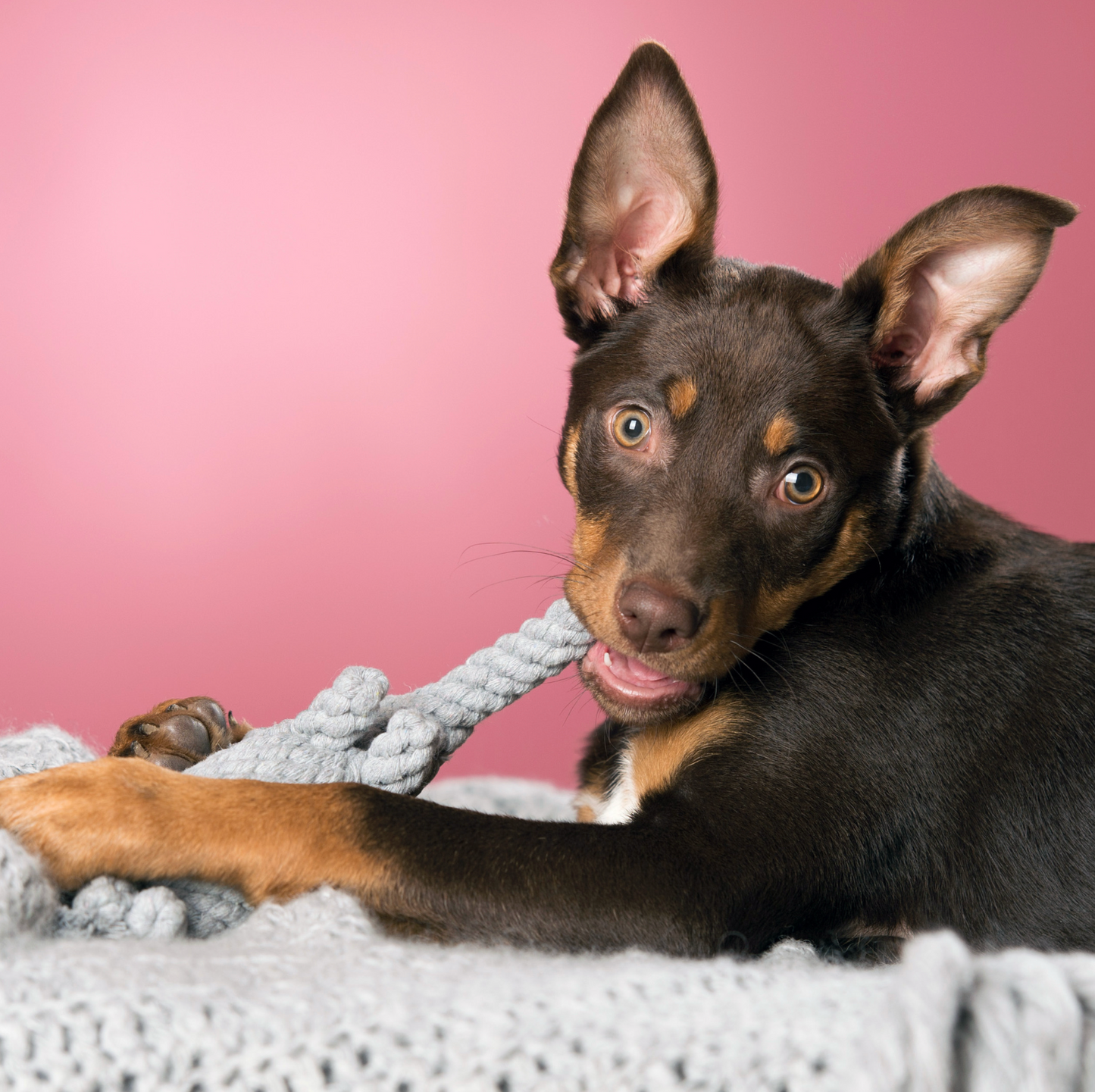 ELTON l' Elefante™ - Gioco in corda intelligente