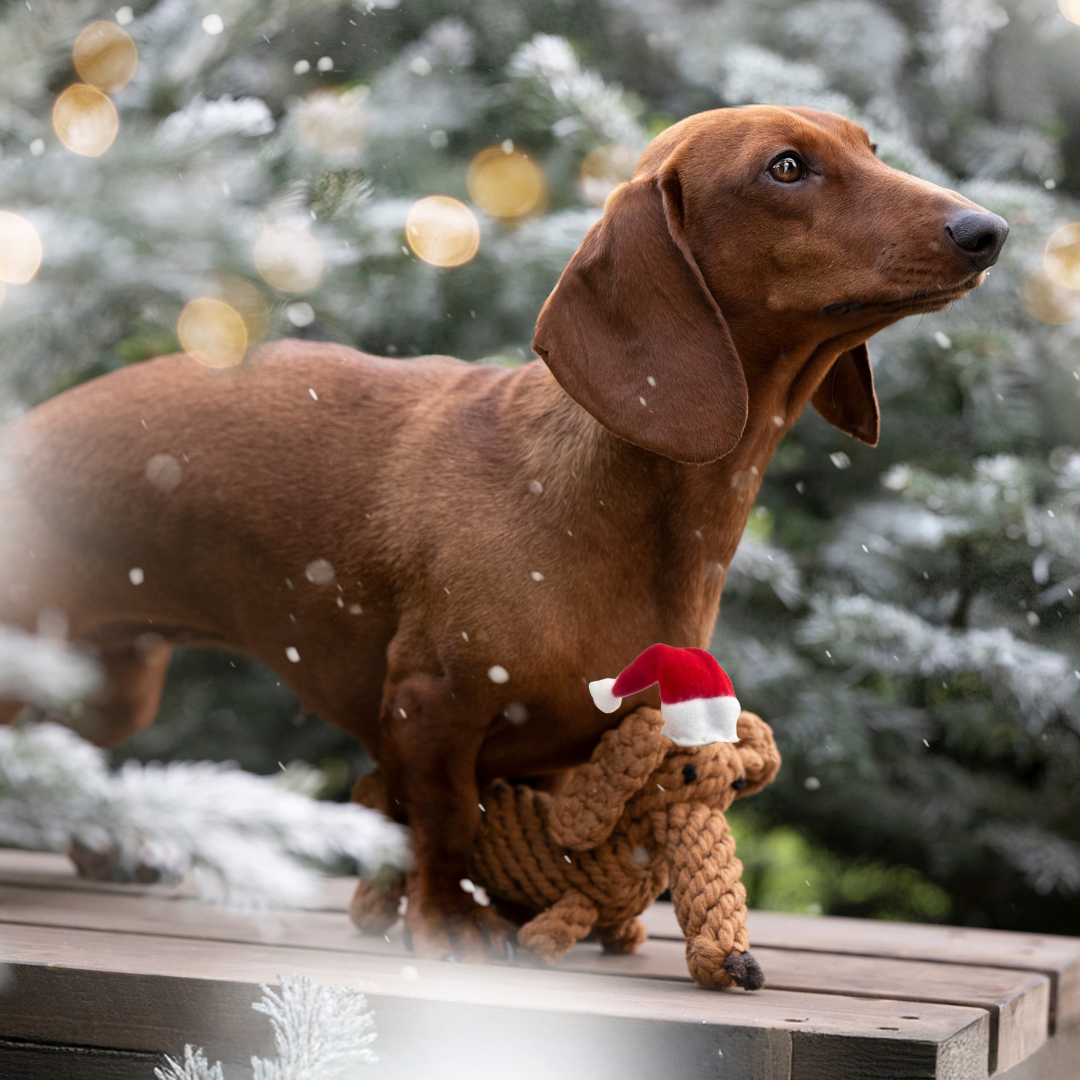 Diego Santa Claus™ - EDIZIONE LIMITATA