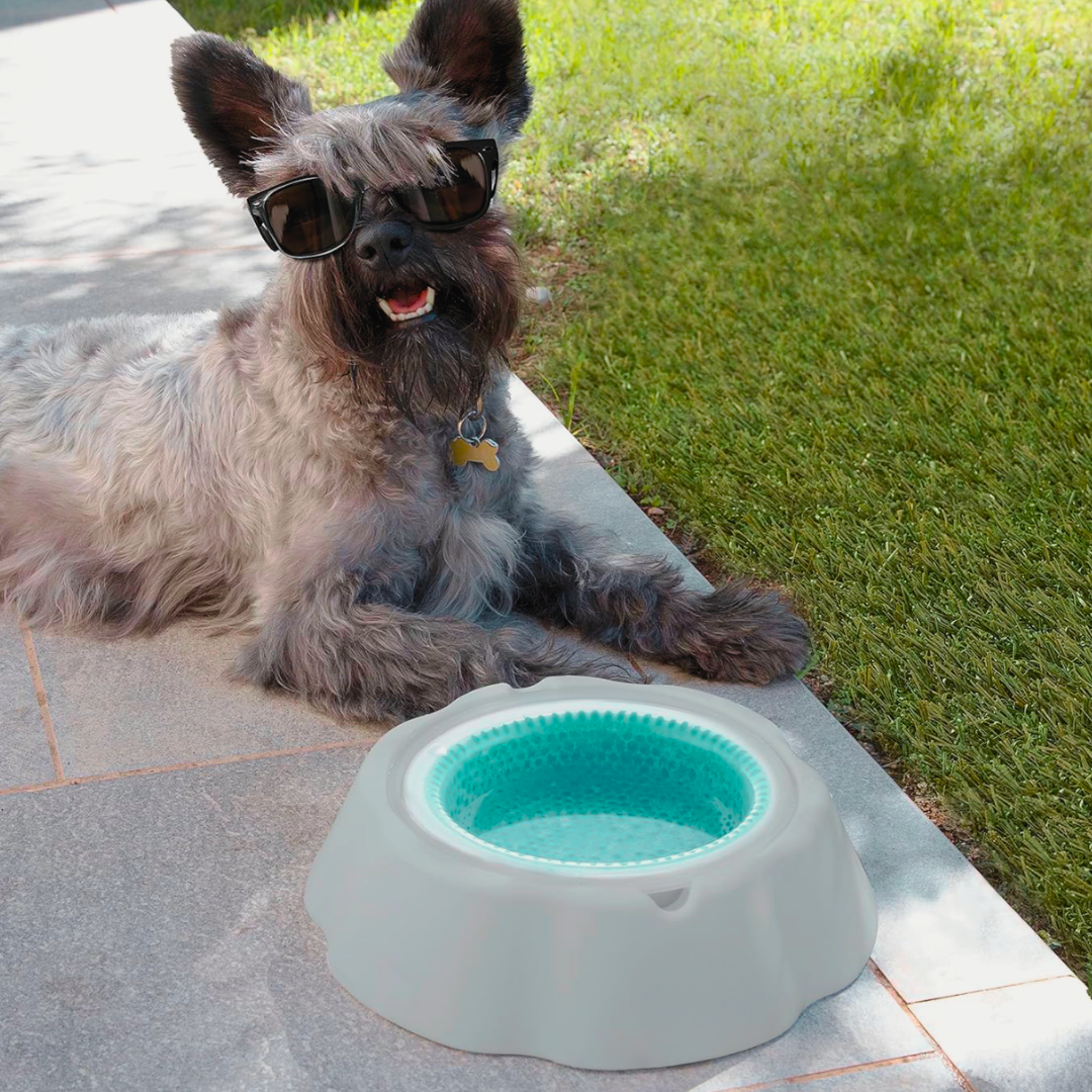 Ice Bowl - Ciotola Refrigerante per Cani e Gatti