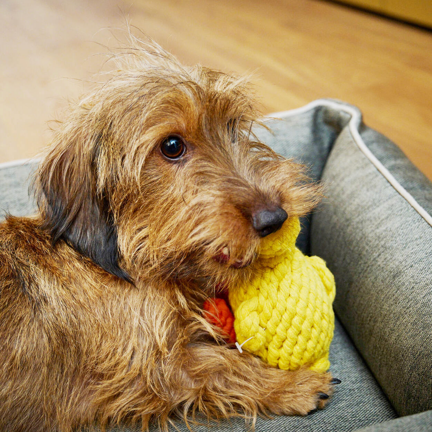 EMMA la Papera™ - Gioco in corda intelligente