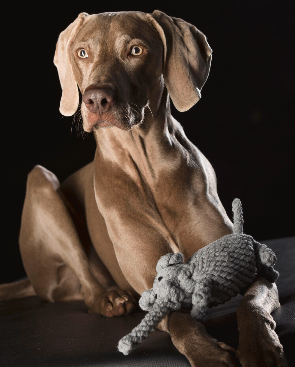 ELTON l' Elefante™ - Gioco in corda intelligente