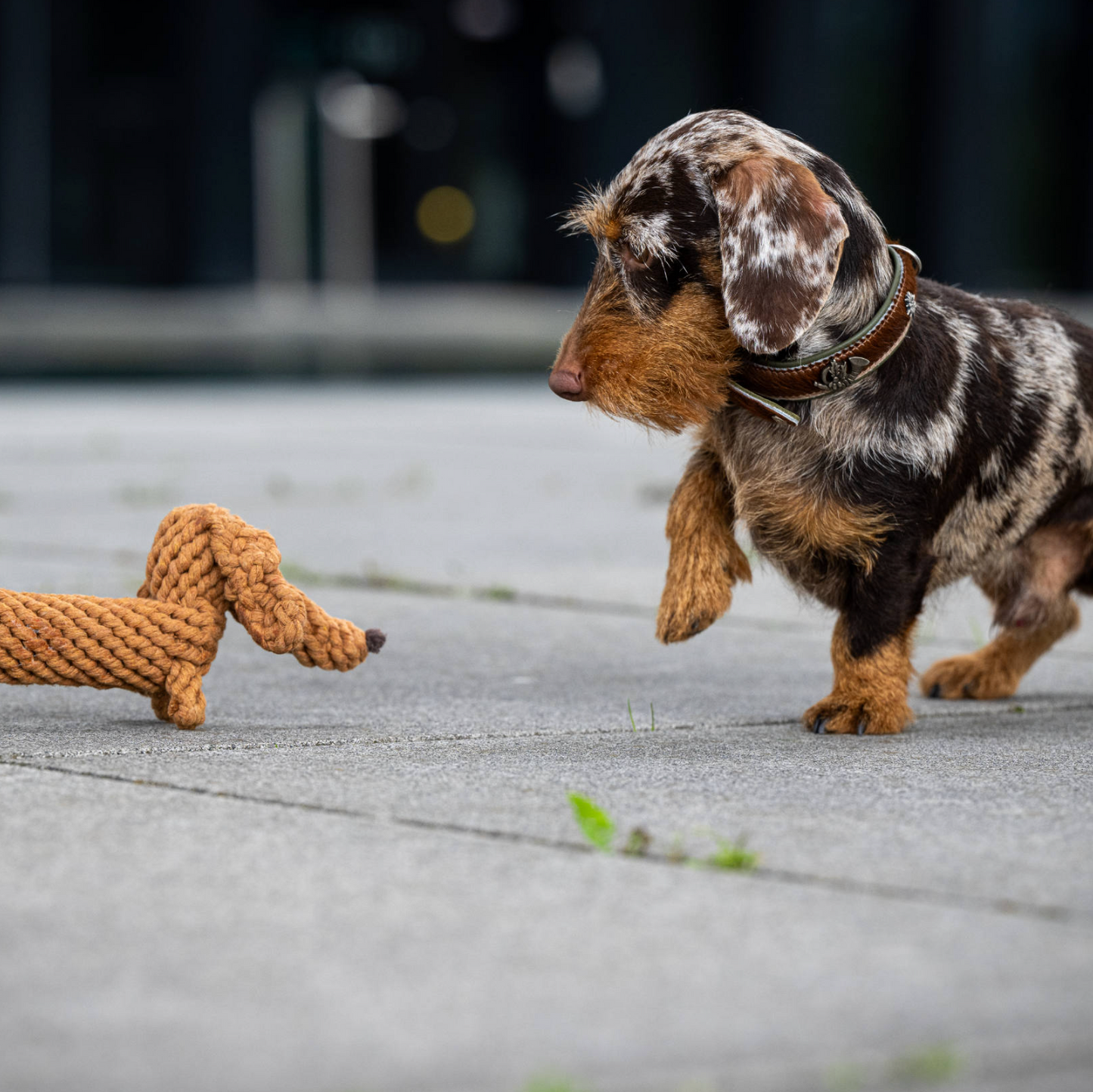 DIEGO il Bassotto™ - Gioco in corda intelligente