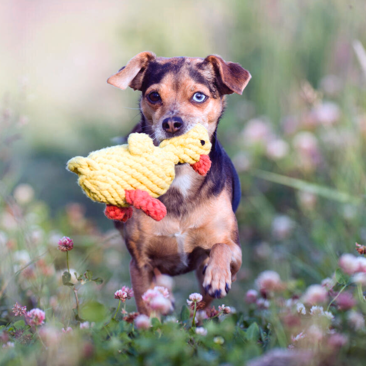 EMMA la Papera™ - Gioco in corda intelligente