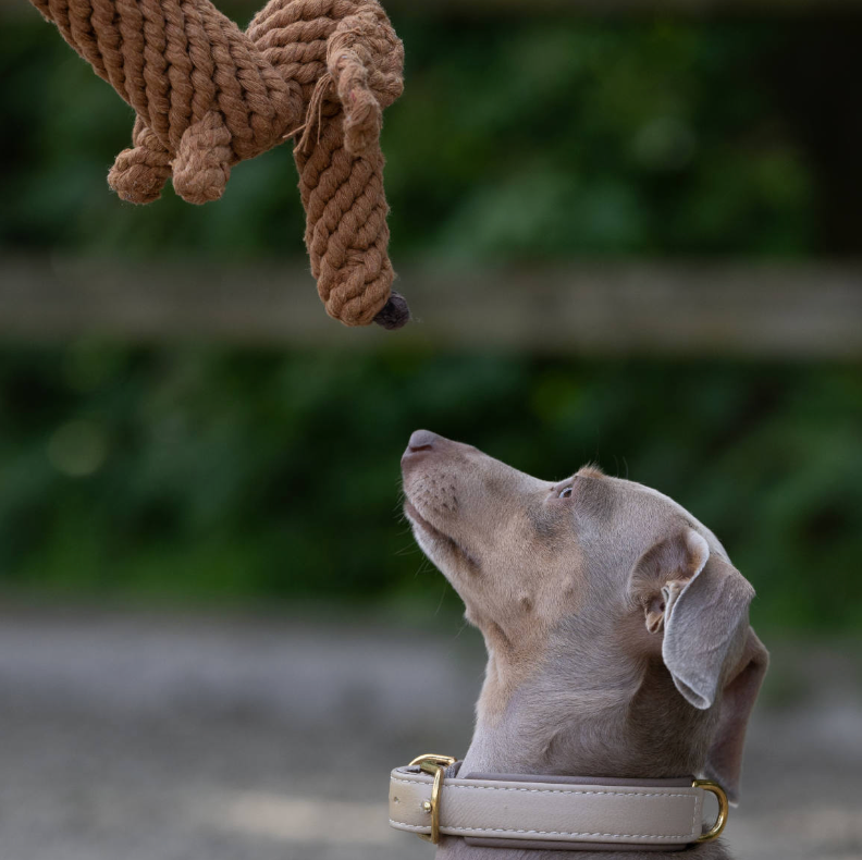 DIEGO il Bassotto™ - Gioco in corda intelligente