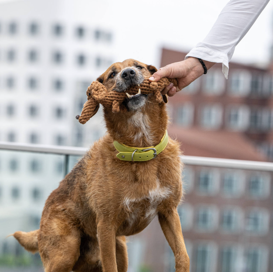 DIEGO il Bassotto™ - Gioco in corda intelligente