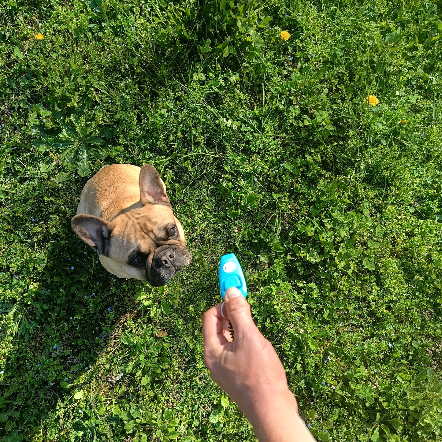 Clicker Professionale con Fischietto per Cani