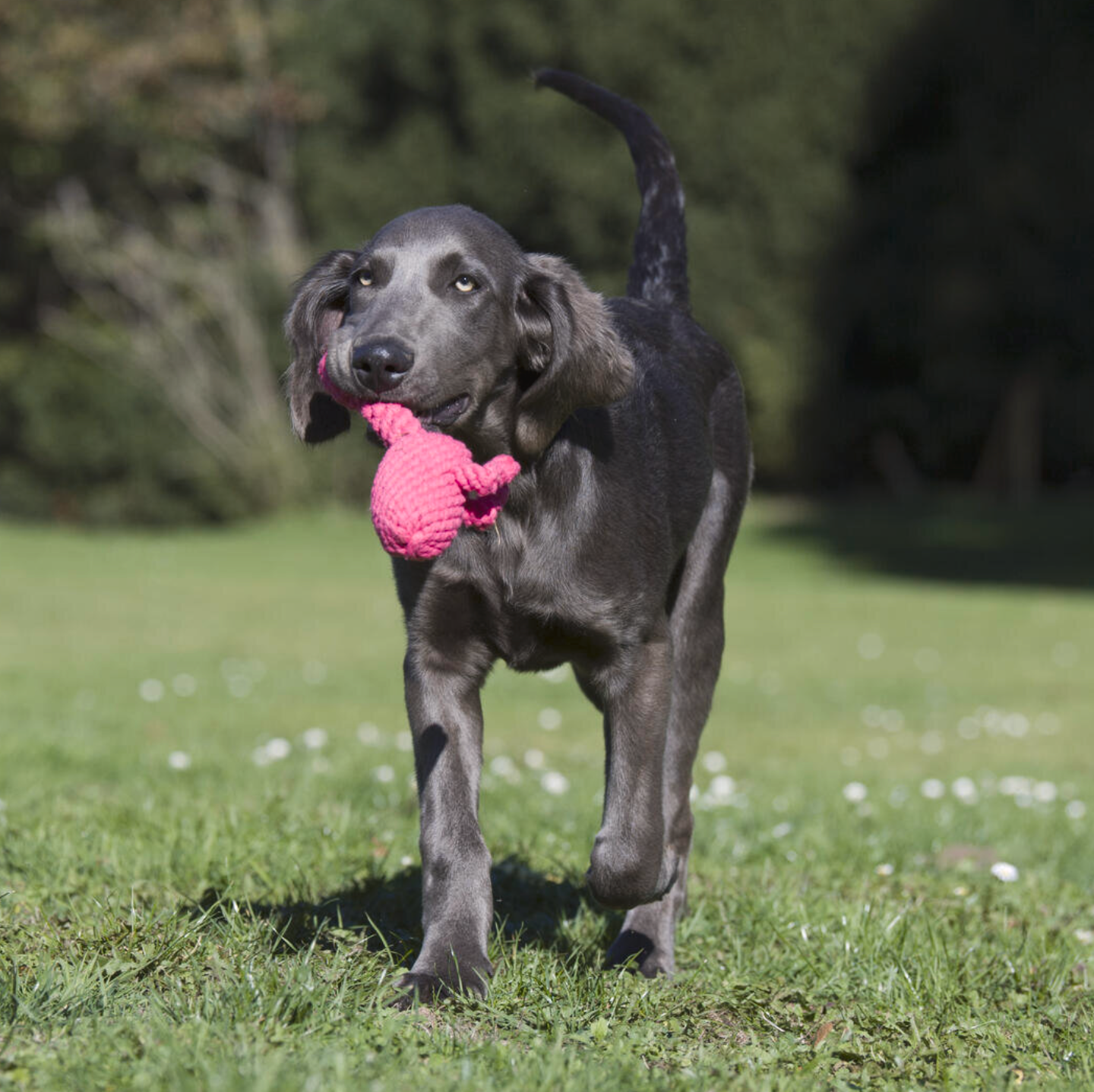 FRANZI il Fenicottero™ - Gioco in corda intelligente