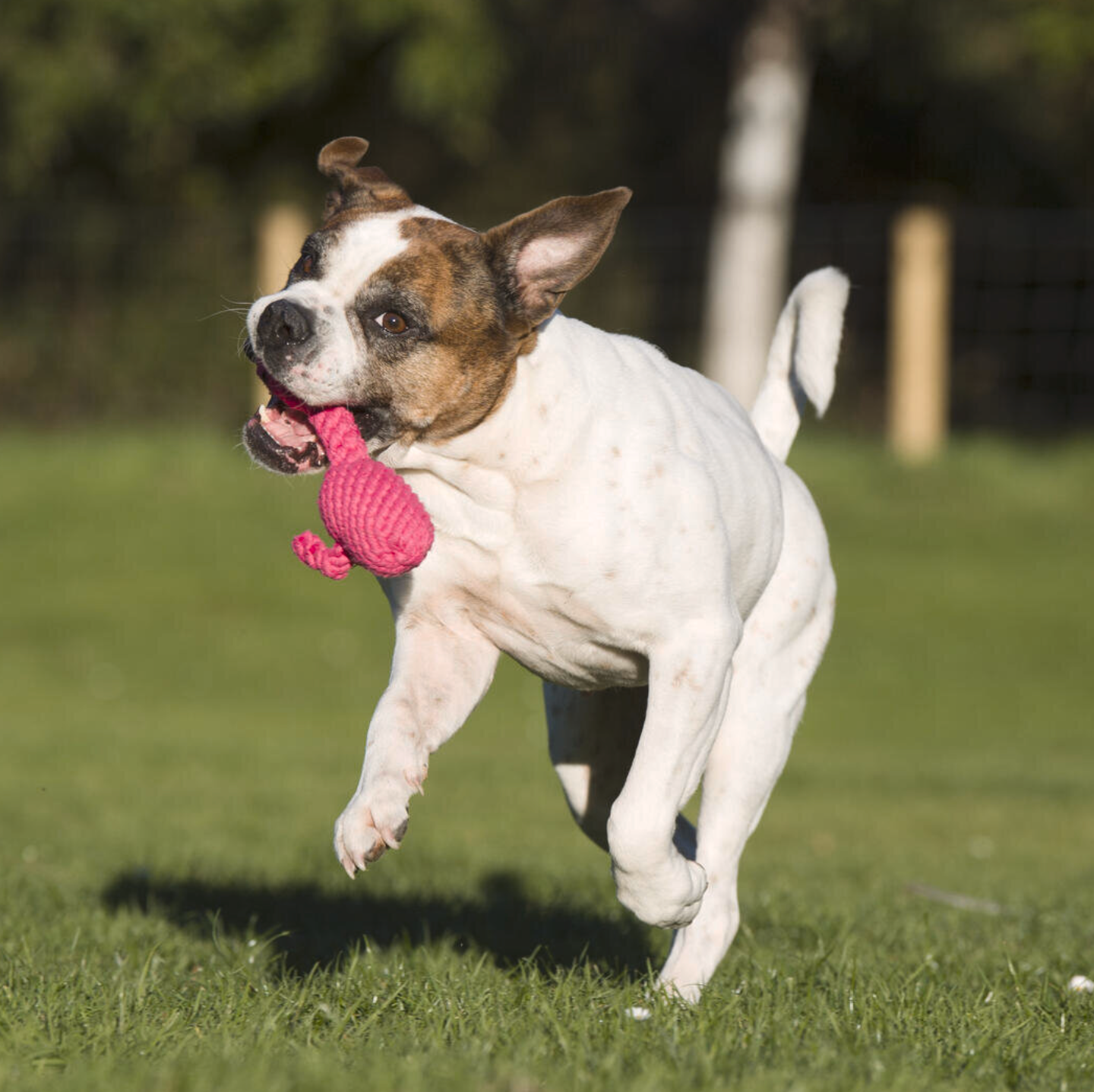FRANZI il Fenicottero™ - Gioco in corda intelligente