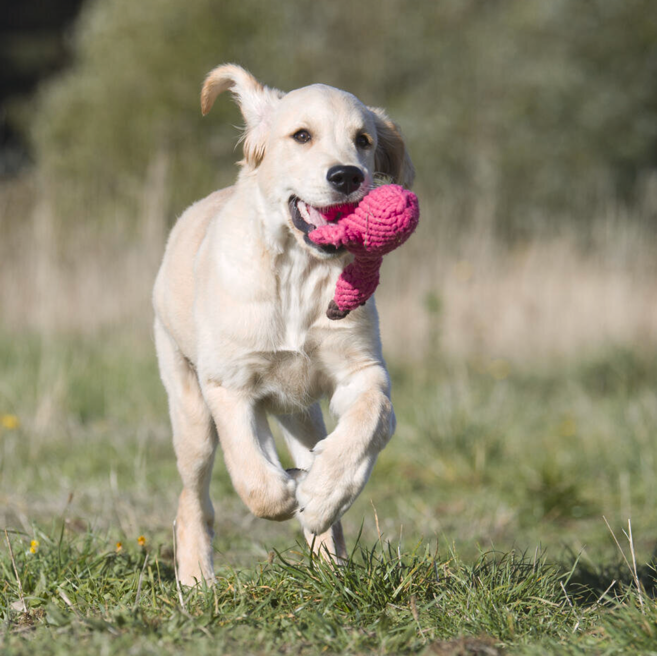 FRANZI il Fenicottero™ - Gioco in corda intelligente