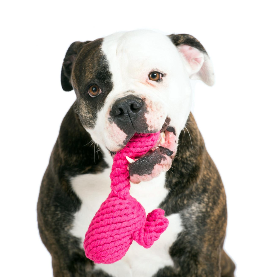 FRANZI il Fenicottero™ - Gioco in corda intelligente