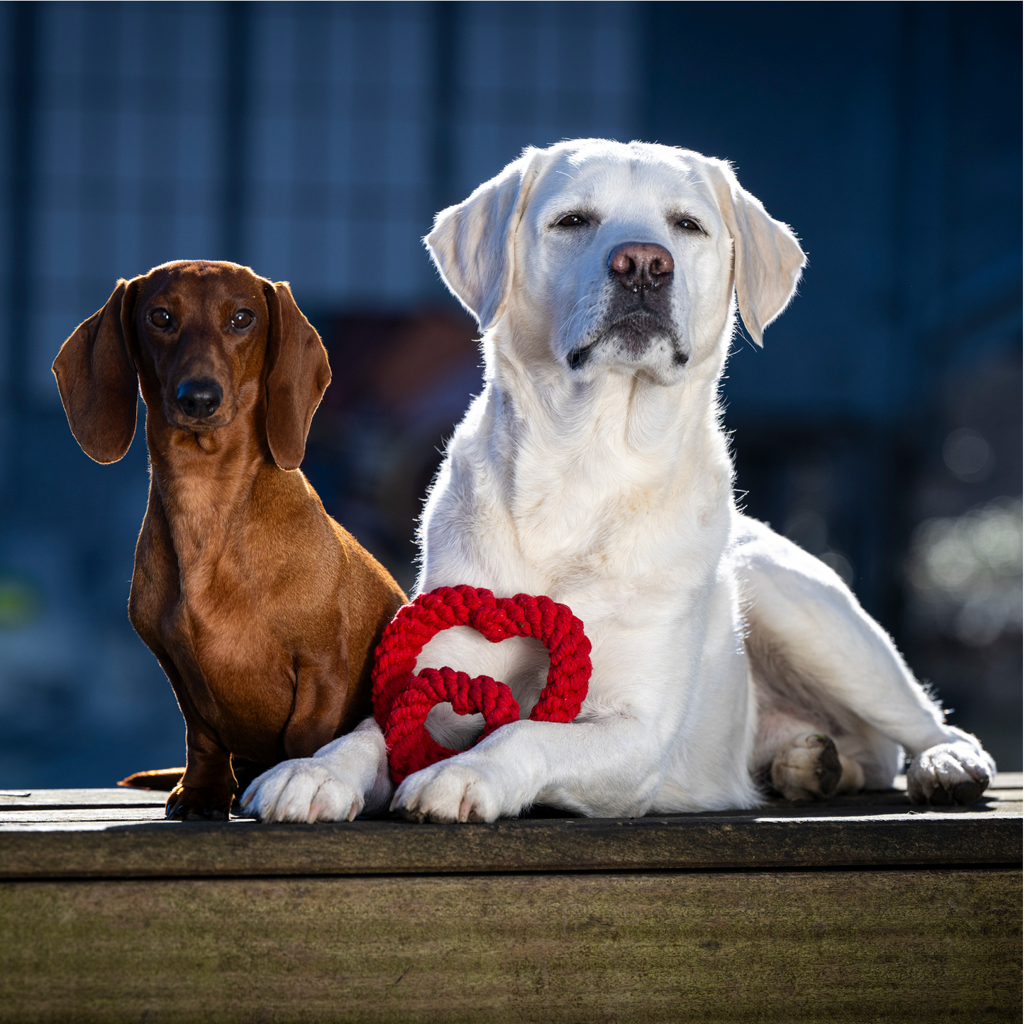 HEARTHA il Cuore™ - Gioco in corda intelligente