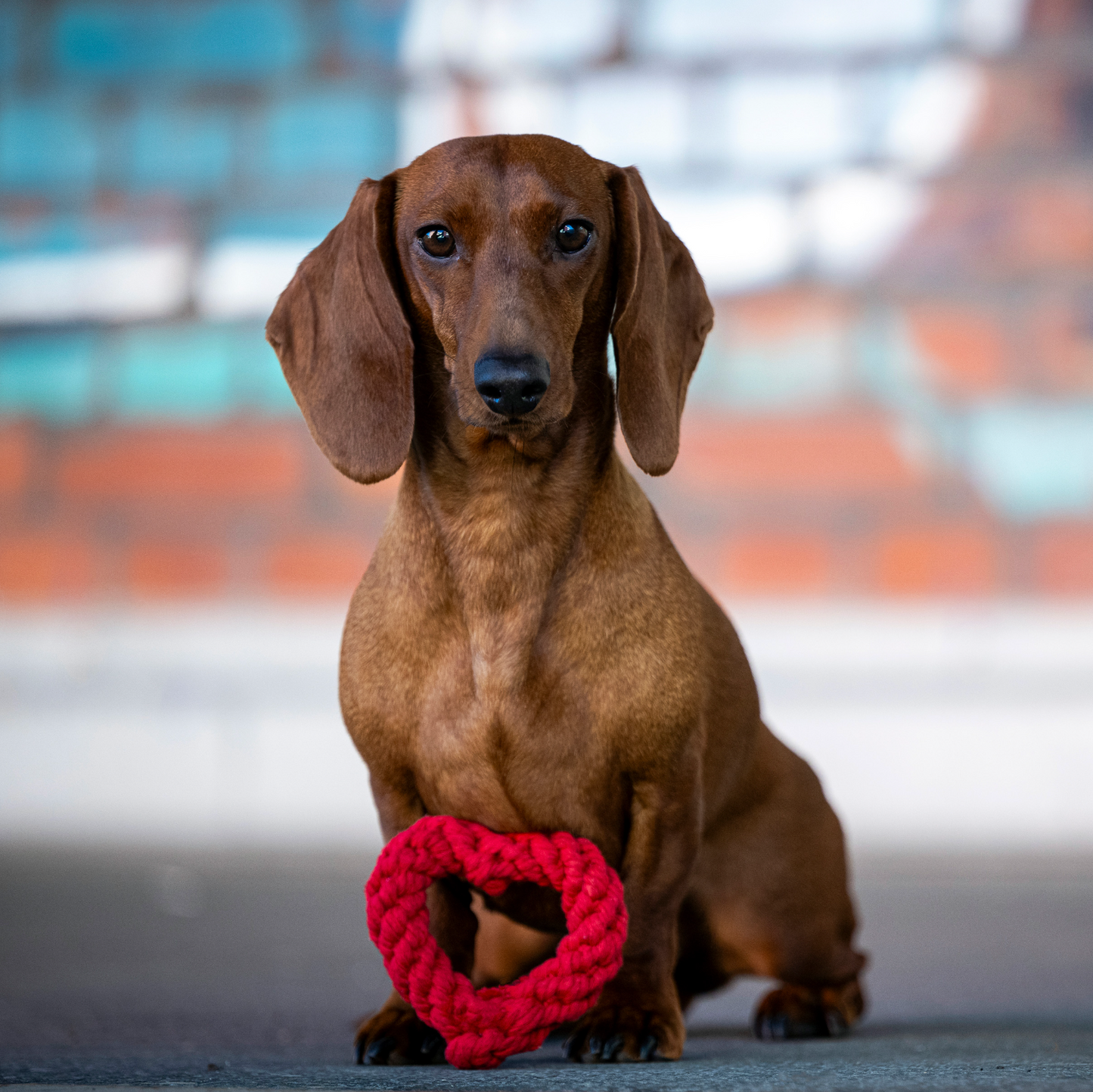 HEARTHA il Cuore™ - Gioco in corda intelligente