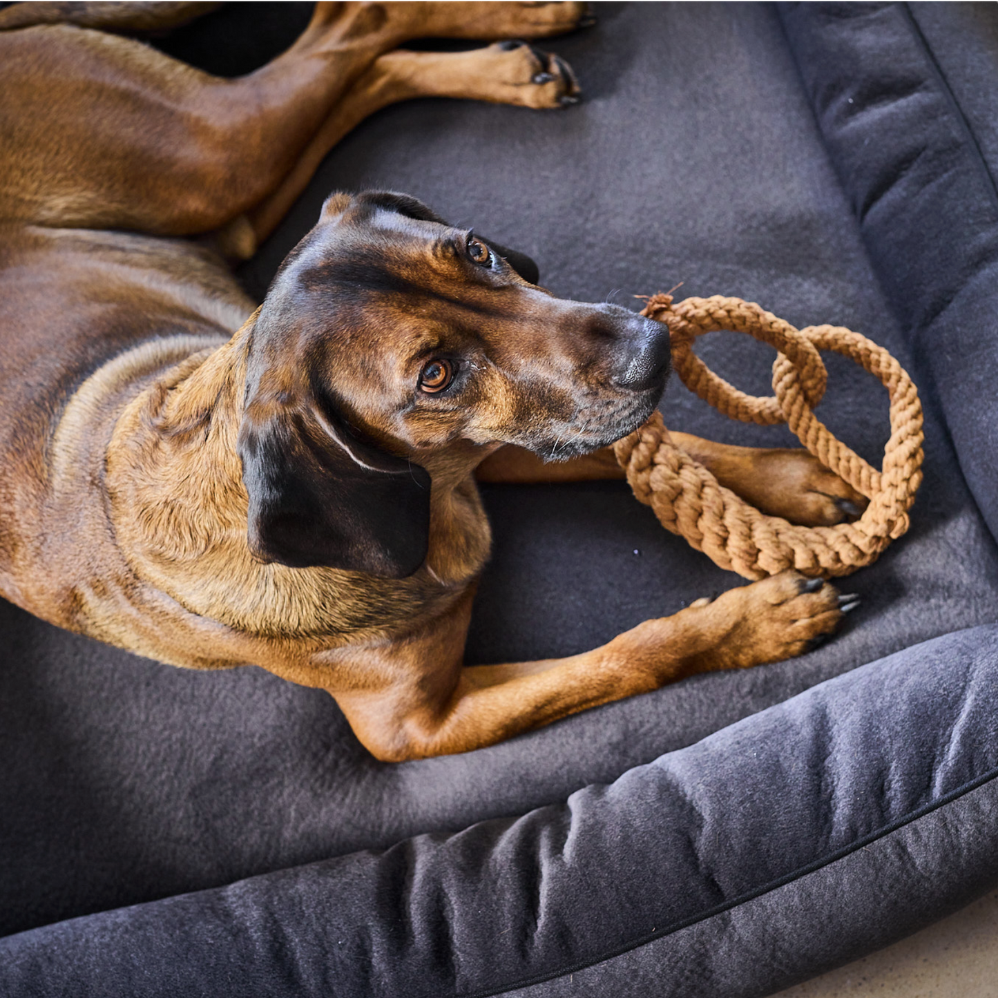 BRITTA il Brezel™ - Gioco in corda intelligente