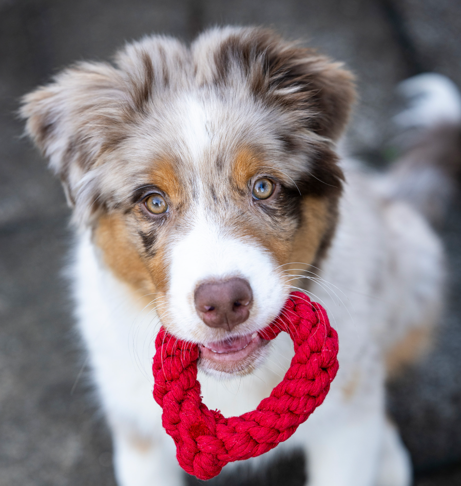 HEARTHA il Cuore™ - Gioco in corda intelligente