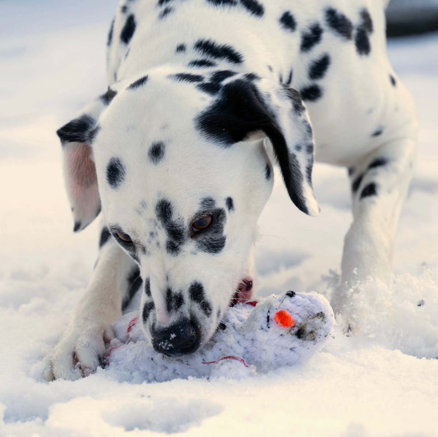 Trio Speciale Inverno™ - OFFERTA LAMPO